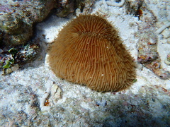 Fungia fungites
