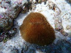 Fungia fungites