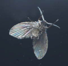 Clogmia