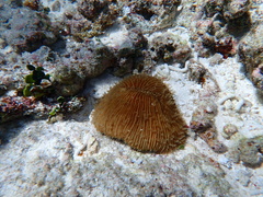 Fungia fungites