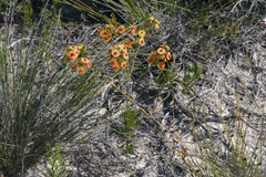 Verticordia rutilastra