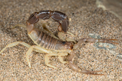 Parabuthus granulatus