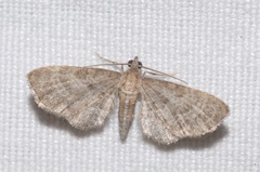 Eupithecia haworthiata