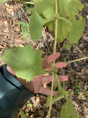 Smallanthus sonchifolius