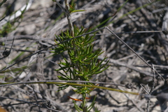 Verticordia rutilastra