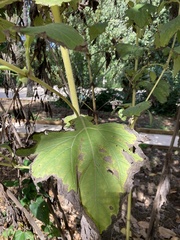 Smallanthus sonchifolius