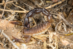 Parabuthus granulatus