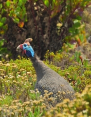 Numida meleagris coronatus