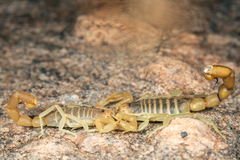 Parabuthus brevimanus