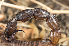 Parabuthus granulatus