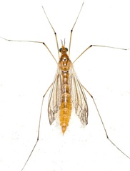 Nephrotoma