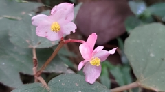 Begonia palmata