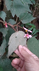 Begonia palmata