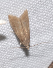 Eccopisa effractella