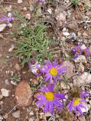 Dieteria bigelovii mucronata