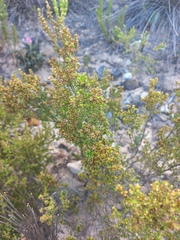 Erica axillaris