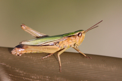 Chorthippus albomarginatus