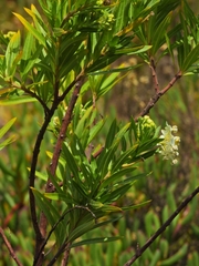 Gomphocarpus