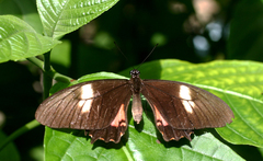 Heraclides torquatus