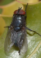 Protocalliphora azurea