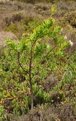 Gomphocarpus