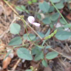 Desmodium grahamii