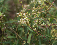 Cuscuta lupuliformis