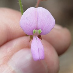 Desmodium grahamii
