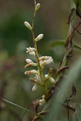 Cuscuta lupuliformis