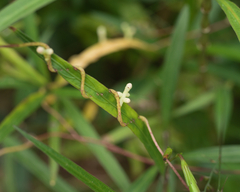 Cuscuta lupuliformis