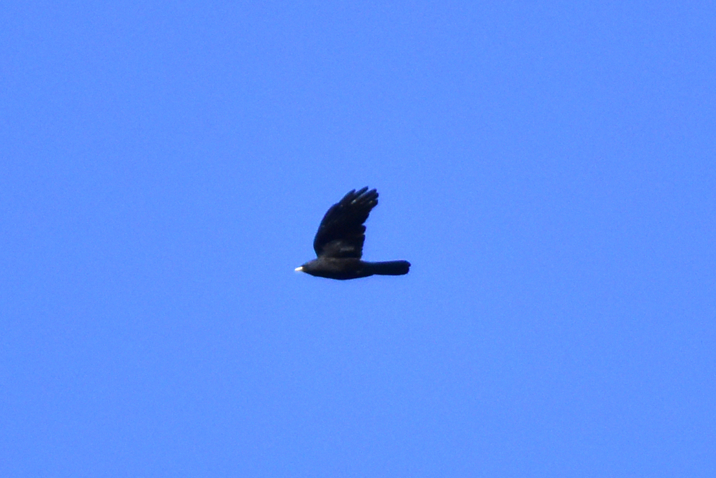 Alpine Chough