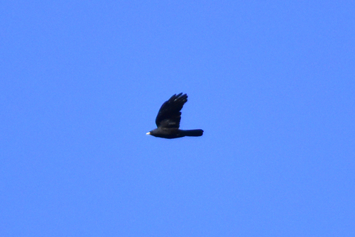 Alpine Chough
