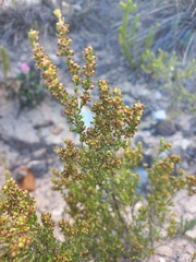 Erica axillaris