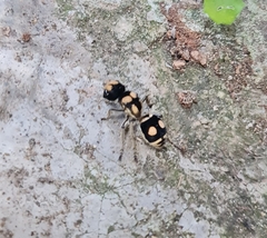 Hoplomutilla insignis