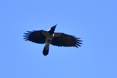 Corvus cornix sharpii