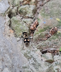 Hoplomutilla insignis