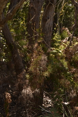 Baloskion tetraphyllum