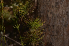 Baloskion tetraphyllum