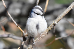Cyanistes cyanus tianschanicus
