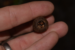 Corymbia gummifera