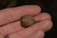 Corymbia gummifera