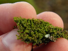 Ptilidium pulcherrimum