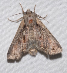 Oligia latruncula