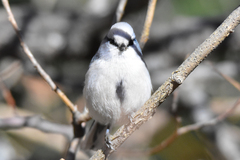 Cyanistes cyanus tianschanicus