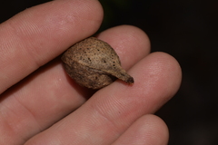 Corymbia gummifera
