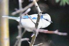 Cyanistes cyanus tianschanicus