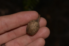 Corymbia gummifera