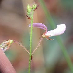 Desmodium grahamii