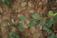Malvaceae