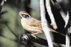 Prunella atrogularis huttoni